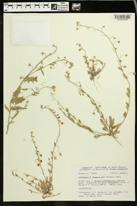 Paysonia grandiflora image