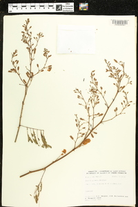 Acacia gaumeri image