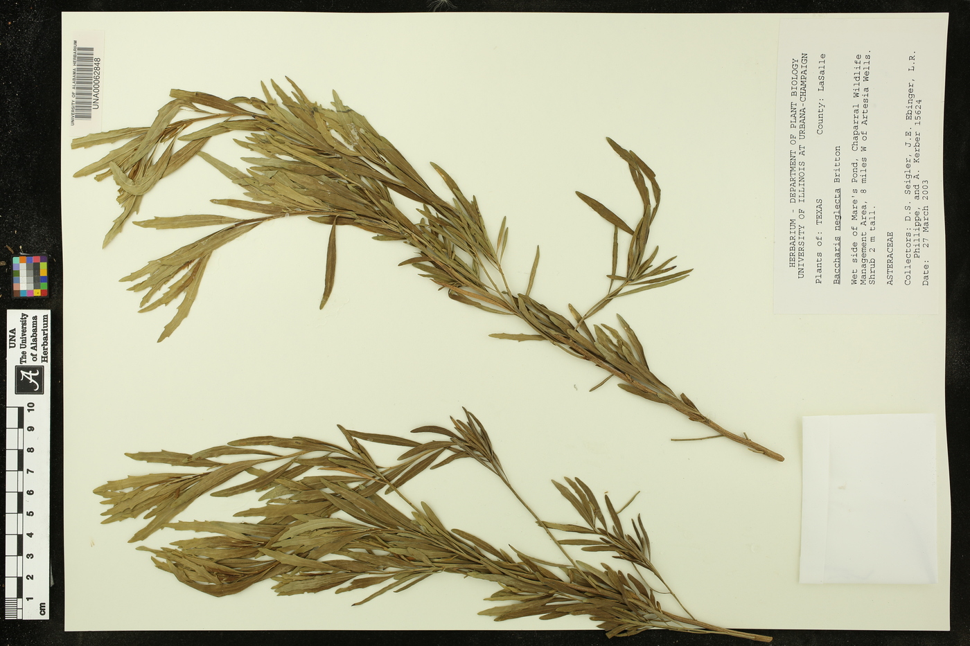 Baccharis neglecta image