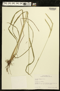 Paspalum dilatatum image