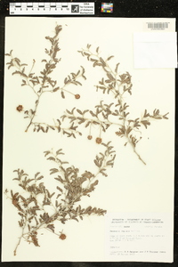 Prosopis reptans image