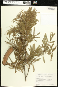 Acacia berlandieri image