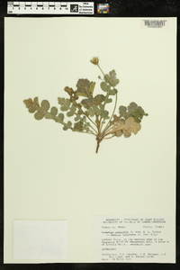 Acourtia runcinata image