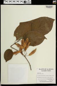 Halesia diptera image