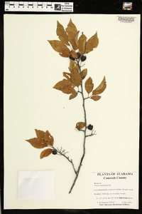 Prunus umbellata image