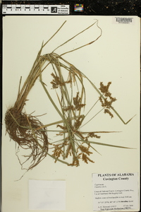 Cyperus iria image