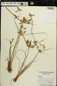 Cyperus iria image