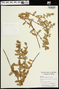 Hypericum crux-andreae image