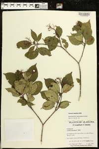 Cornus foemina image