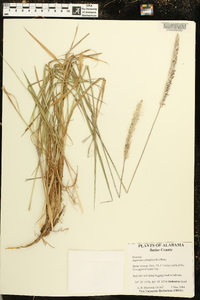 Imperata cylindrica image