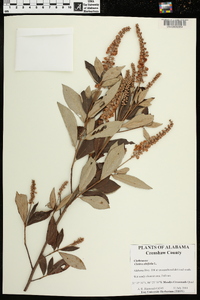 Clethra alnifolia image