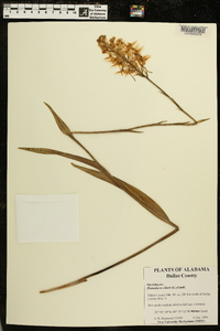 Platanthera ciliaris image