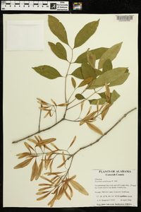 Fraxinus caroliniana image