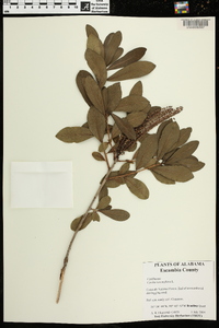 Cyrilla racemiflora image