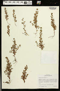 Ludwigia microcarpa image