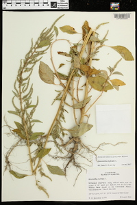 Amaranthus hybridus image