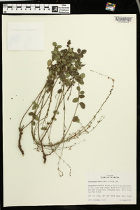 Desmodium ciliare image