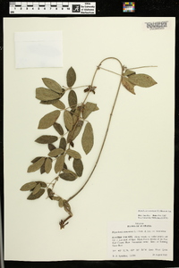 Rhynchosia tomentosa image