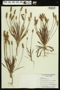 Plantago wrightiana image