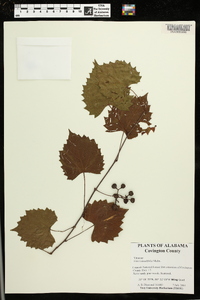 Vitis rotundifolia image