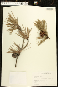 Pinus echinata image