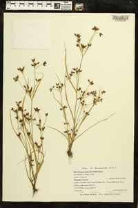 Rhynchospora scirpoides image