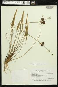 Sagittaria engelmanniana image