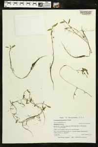 Potamogeton bicupulatus image