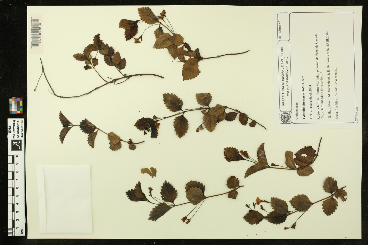 Casselia chamaedryfolia image