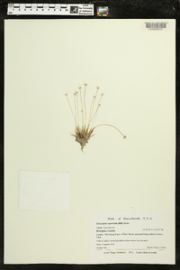 Eriocaulon aquaticum image