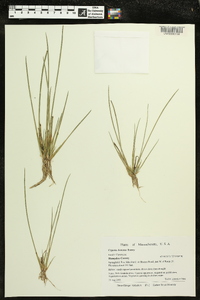 Cyperus dentatus image