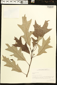 Quercus lyrata image