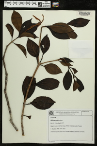Hillia parasitica image