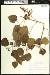 Ampelopsis cordata image