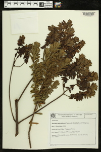 Baccharis aracatubensis image