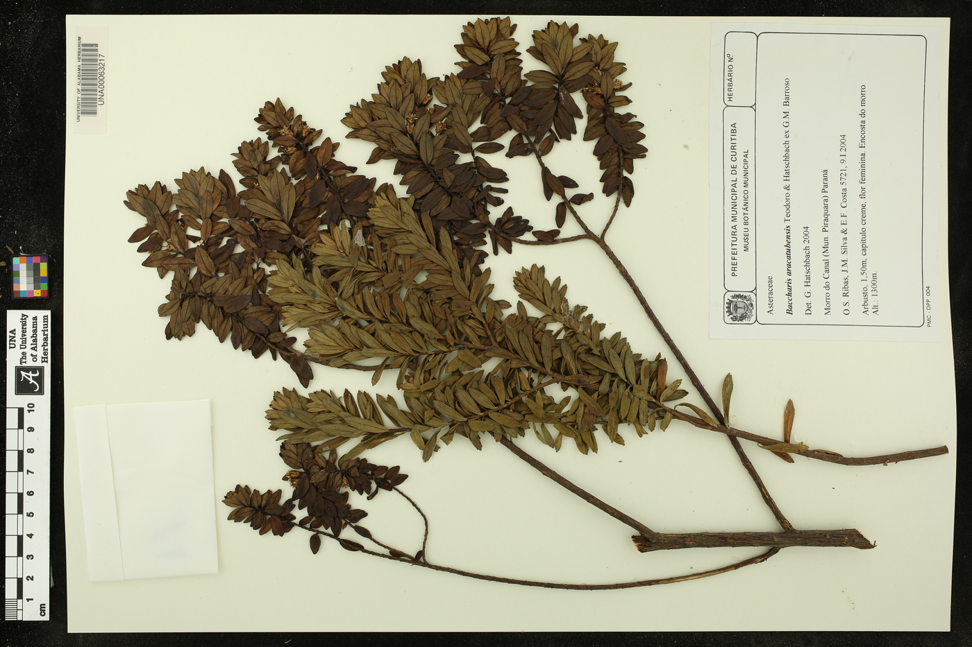 Baccharis aracatubensis image