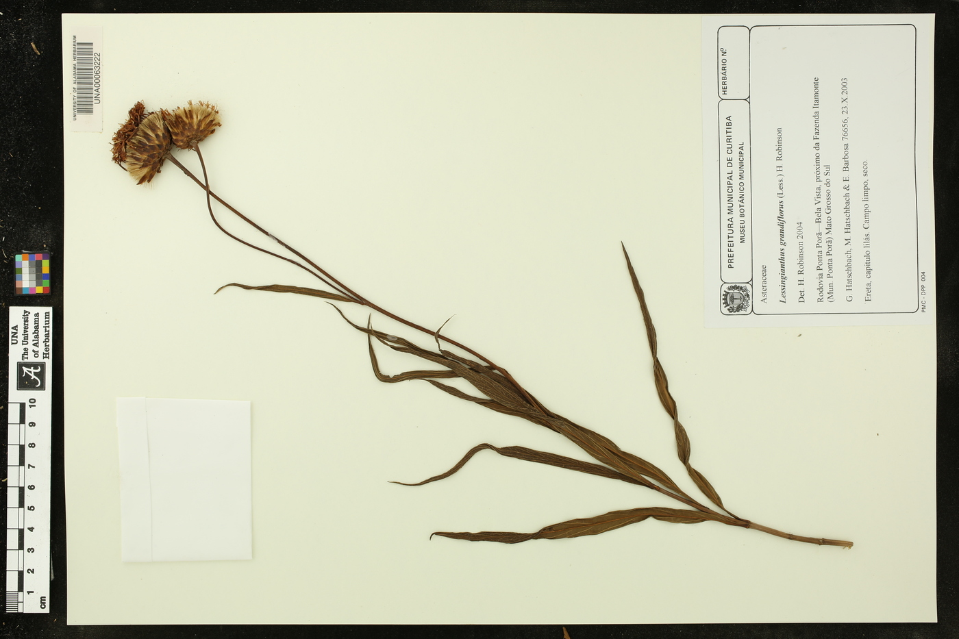 Lessingianthus grandiflorus image
