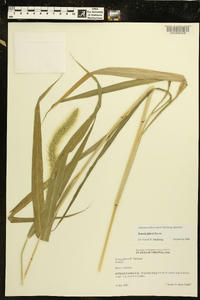 Setaria faberi image