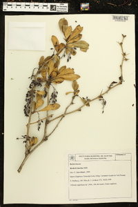 Berberis laurina image