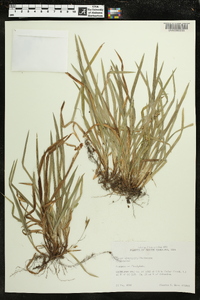 Carex abscondita image