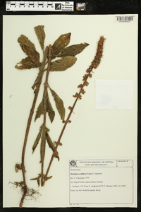 Sinningia curtiflora image