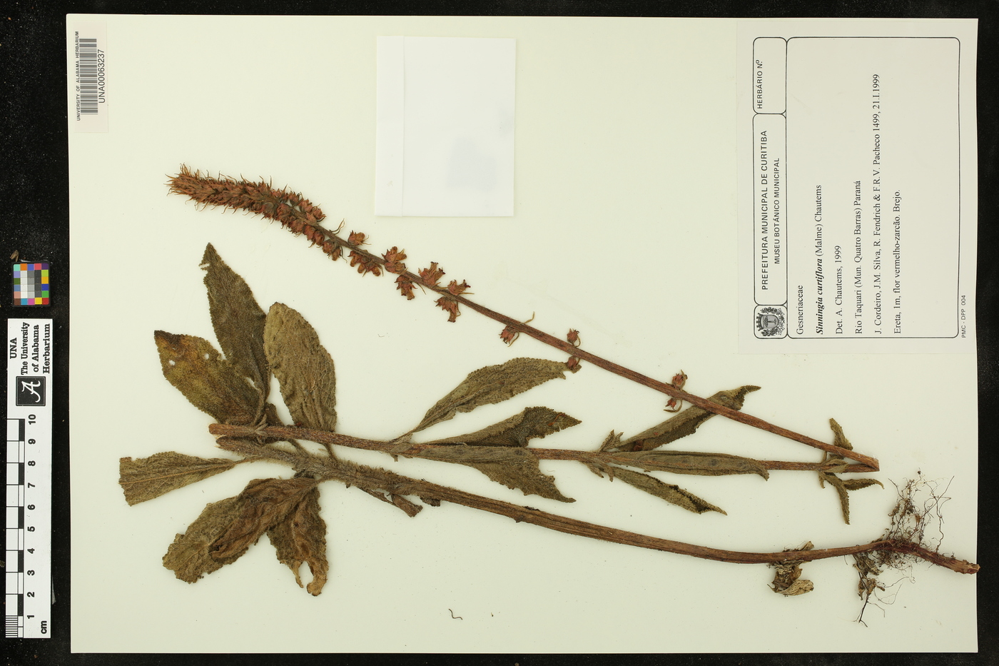 Sinningia curtiflora image