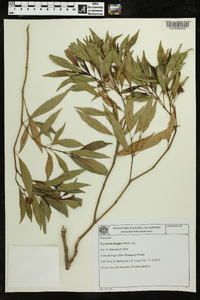 Psychotria longipes image