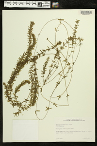 Hydrilla verticillata image