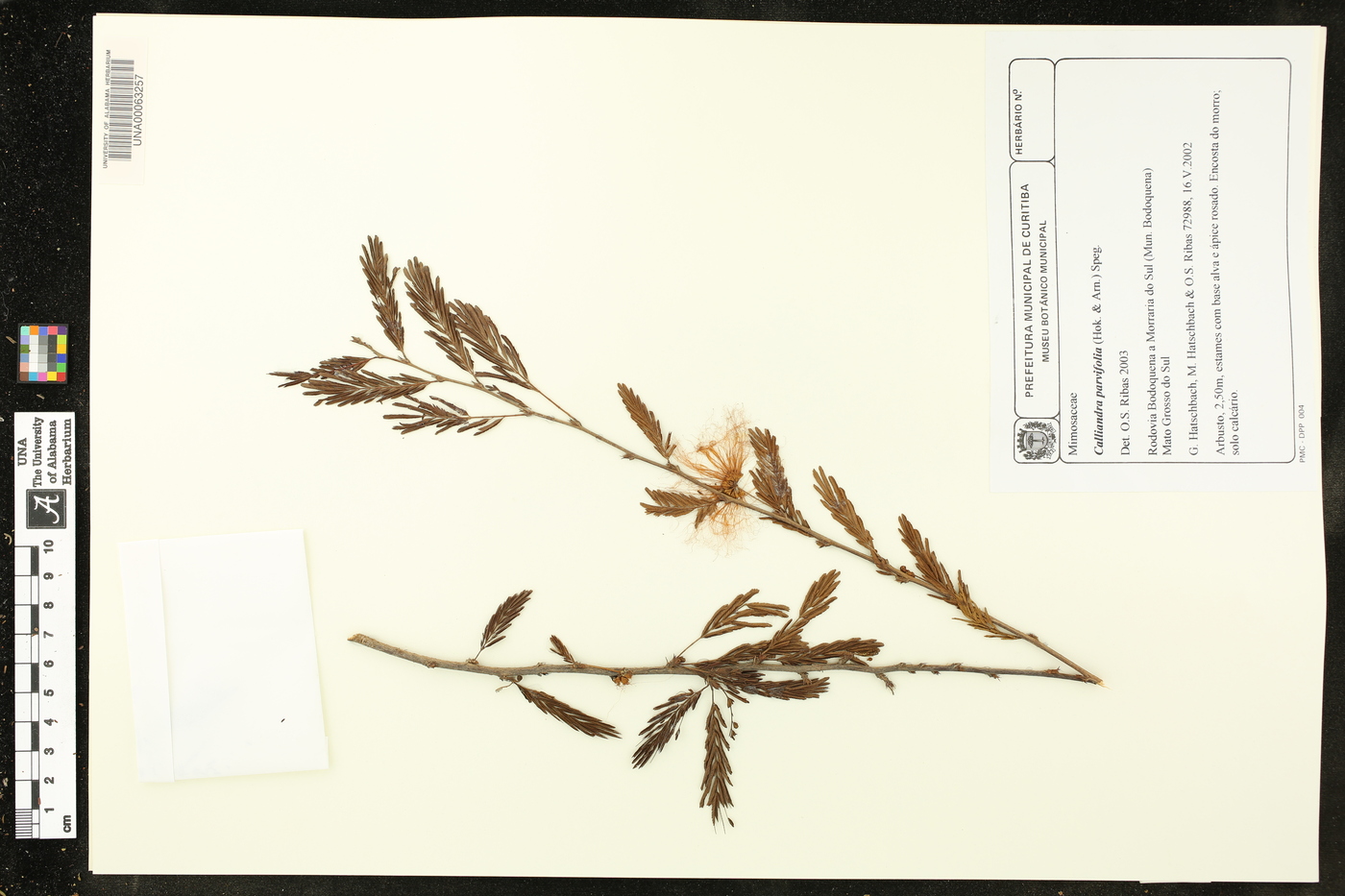 Calliandra parvifolia image