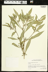 Ludwigia grandiflora image