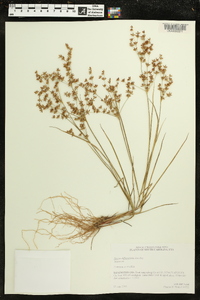 Juncus diffusissimus image