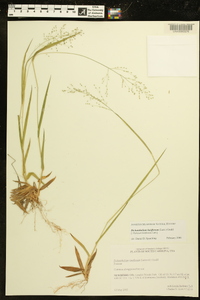 Dichanthelium laxiflorum image