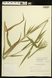 Dichanthelium scoparium image