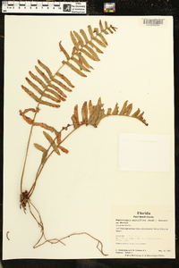 Nephrolepis multiflora image